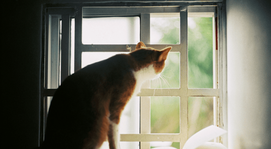 Ginger and white cat looking out a window