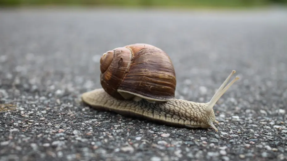 Close up of snail on concrete