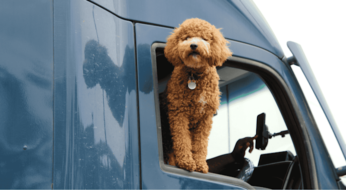 Cavoodle dog looking out the window of a truck