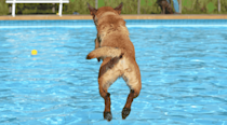 Dog diving into a swimming pool chasing a tennis ball