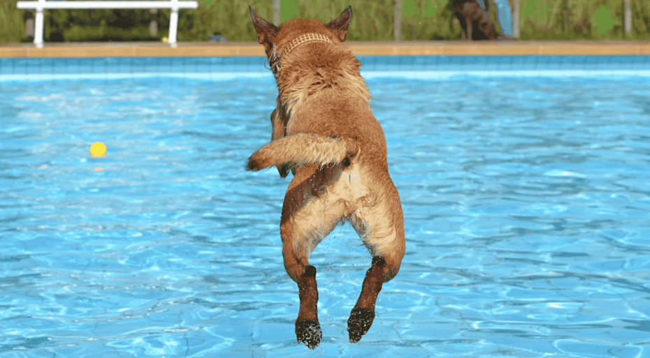 Dog diving into a swimming pool chasing a tennis ball