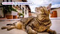 Cat lying down in front of houses, looking up