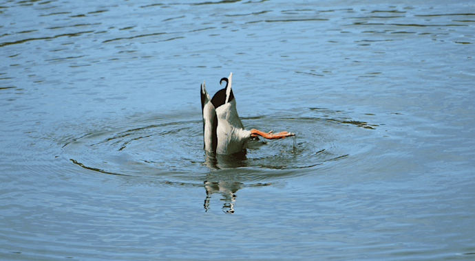 Duck diving underwater with its legs and tail in the air