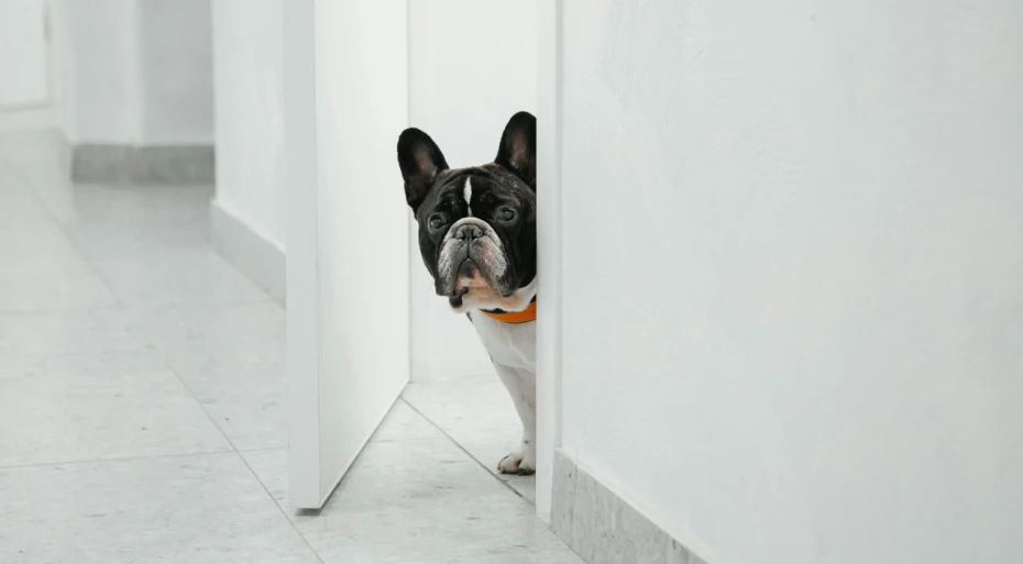 Black and white french bulldog peering around a doorframe