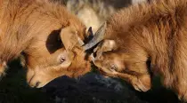 Close up shot of two brown goats locking horns