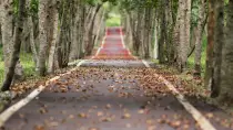 Straight, long road surrounded by trees