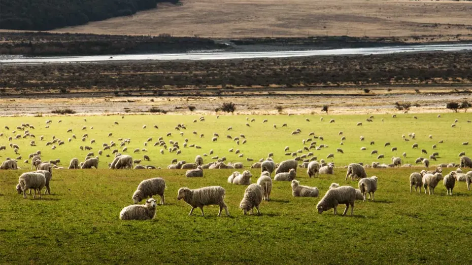 Field full of sheep in New Zealand