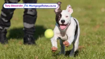Dog excitedly chasing tennis ball