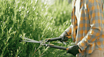 Man trimming a hedge with garden shears