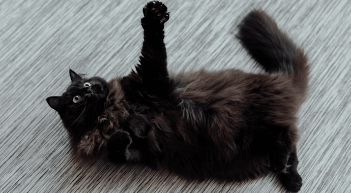 Fluffy black cat on its back, appearing like it's playing with a toy