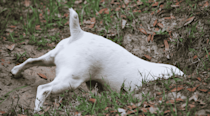 Small dog digging a hole