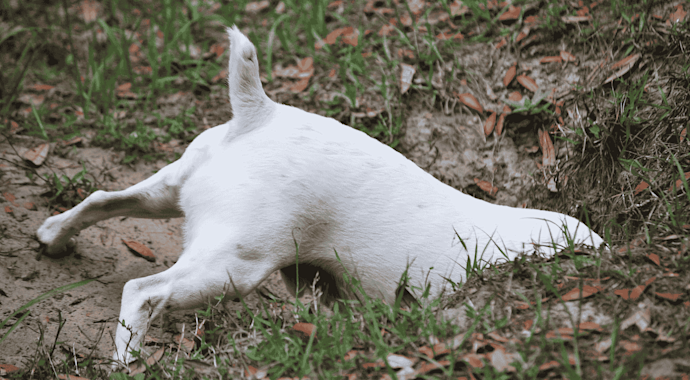 Small dog digging a hole