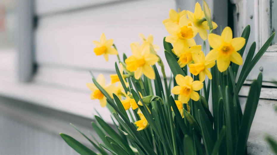 Daffodils growing outside house