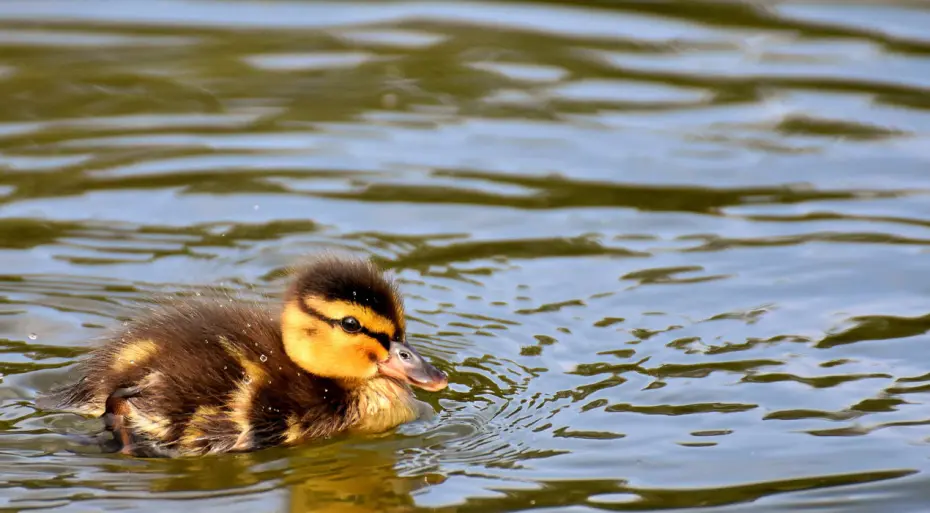 Duckling swimming on water