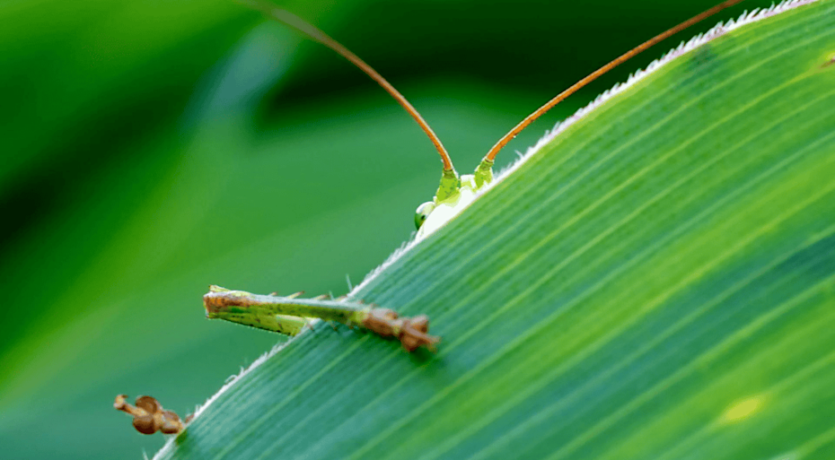 Green cricket hiding behind a leaf. 