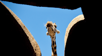 Giraffe looming over a hole in the roof of a structure