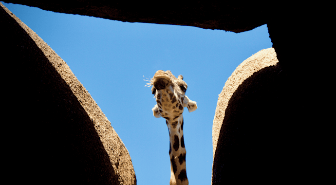 Giraffe looming over a hole in the roof of a structure