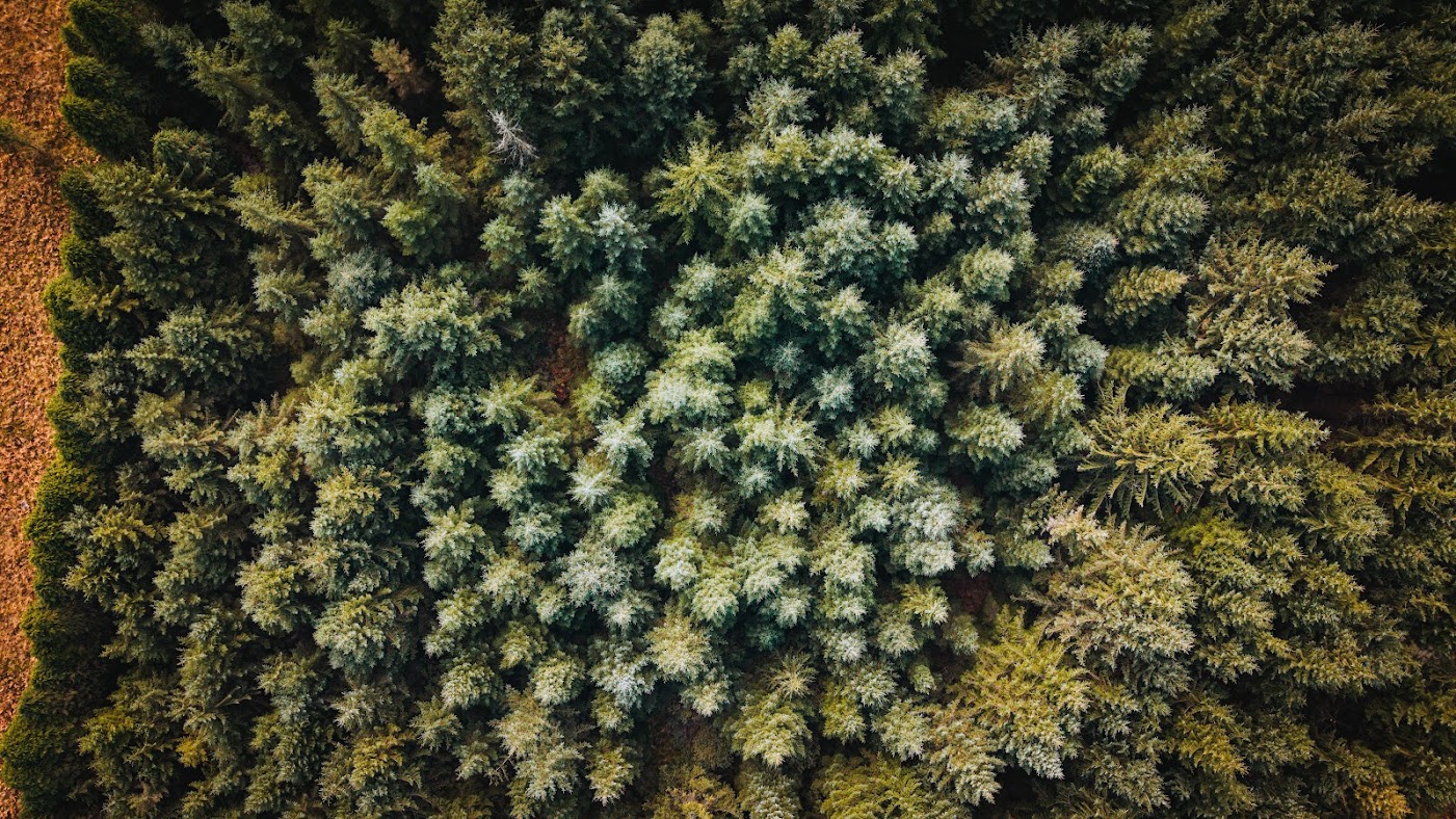 Forêt de Huelgoat en Bretagne