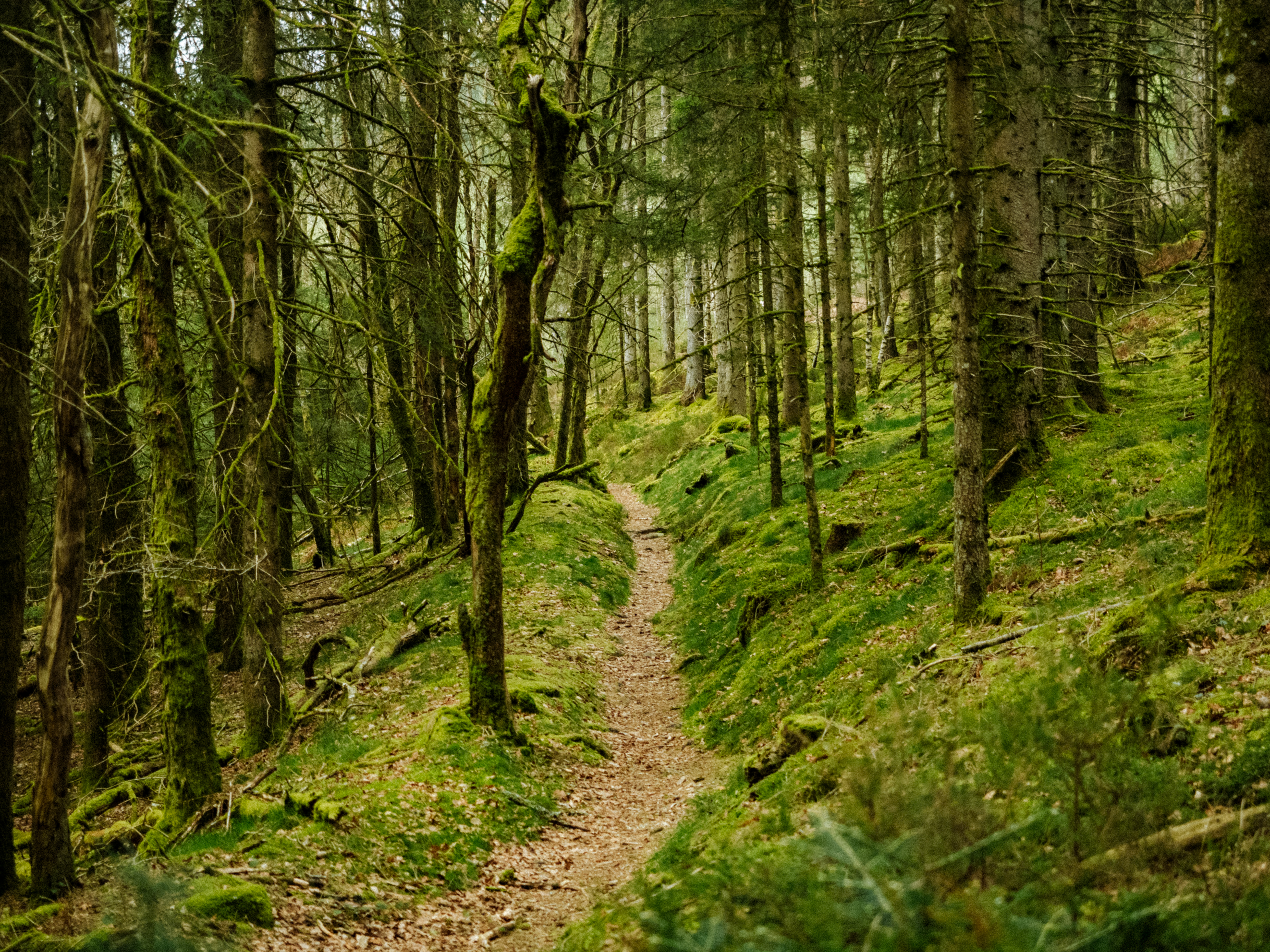 Deep into the forest