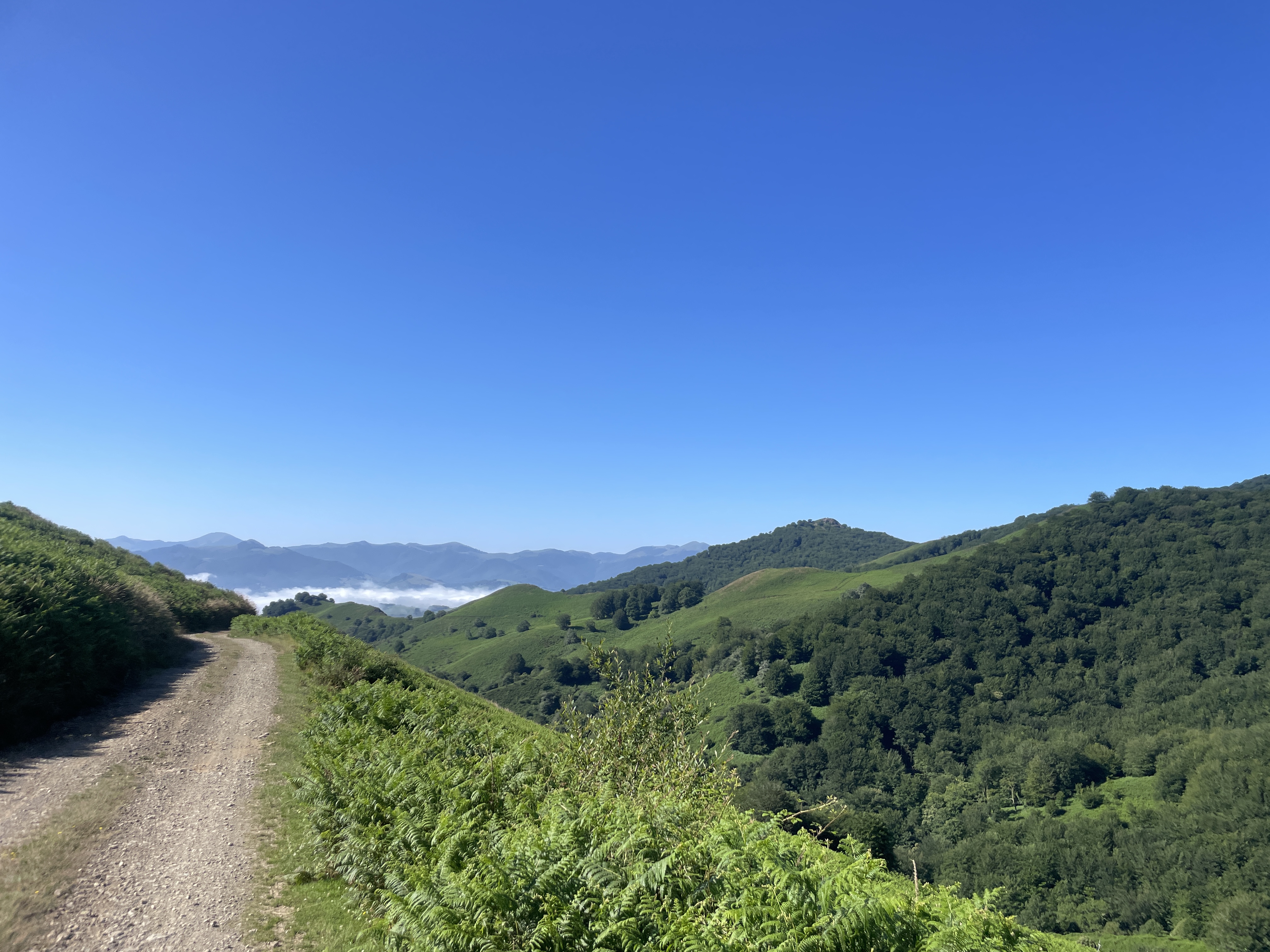 Pays Basque 1 : prairies verdoyantes 