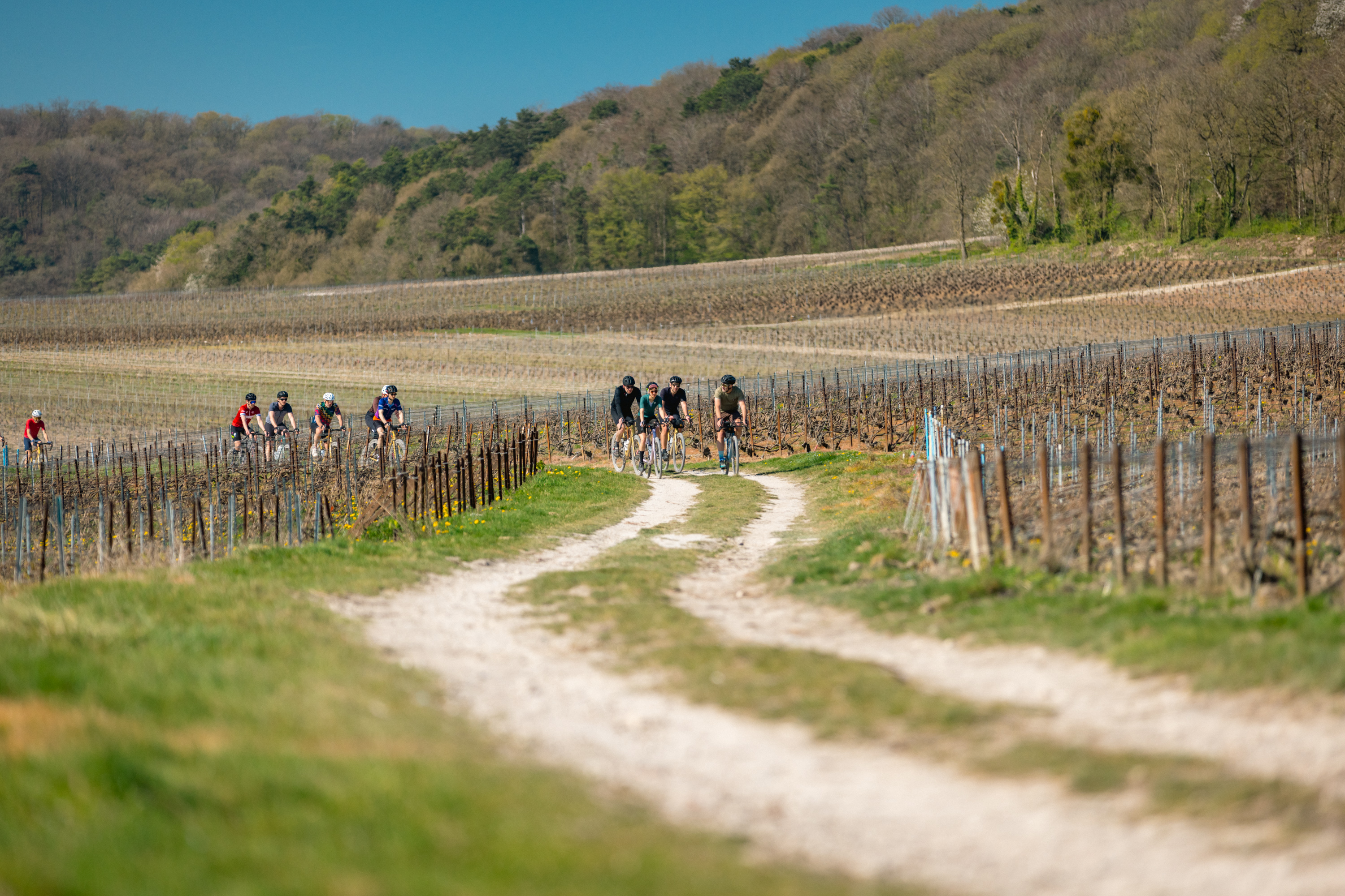 Cyclists riding through rolling vineyards