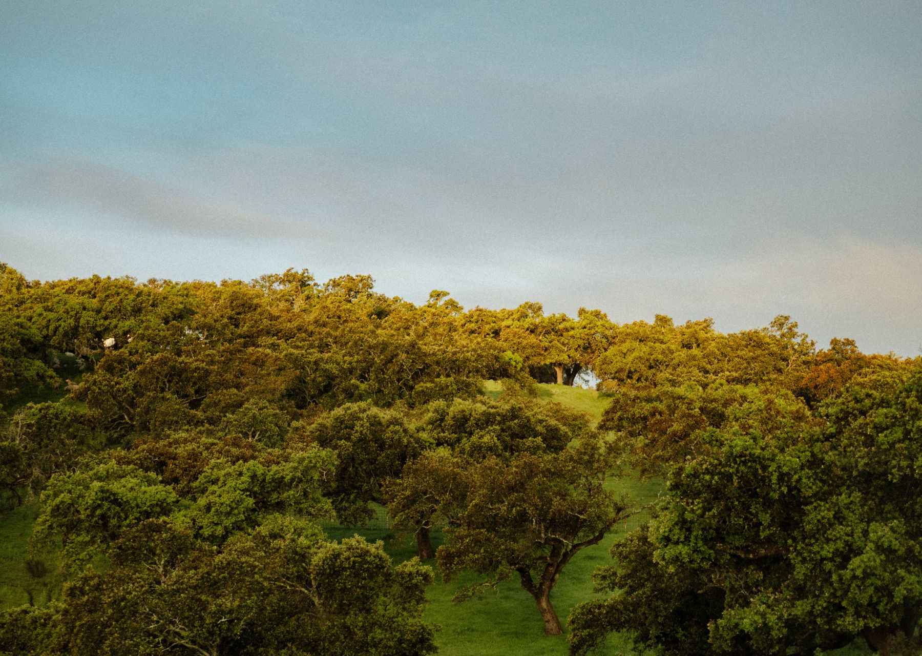 Andalousie - Explorer 6
