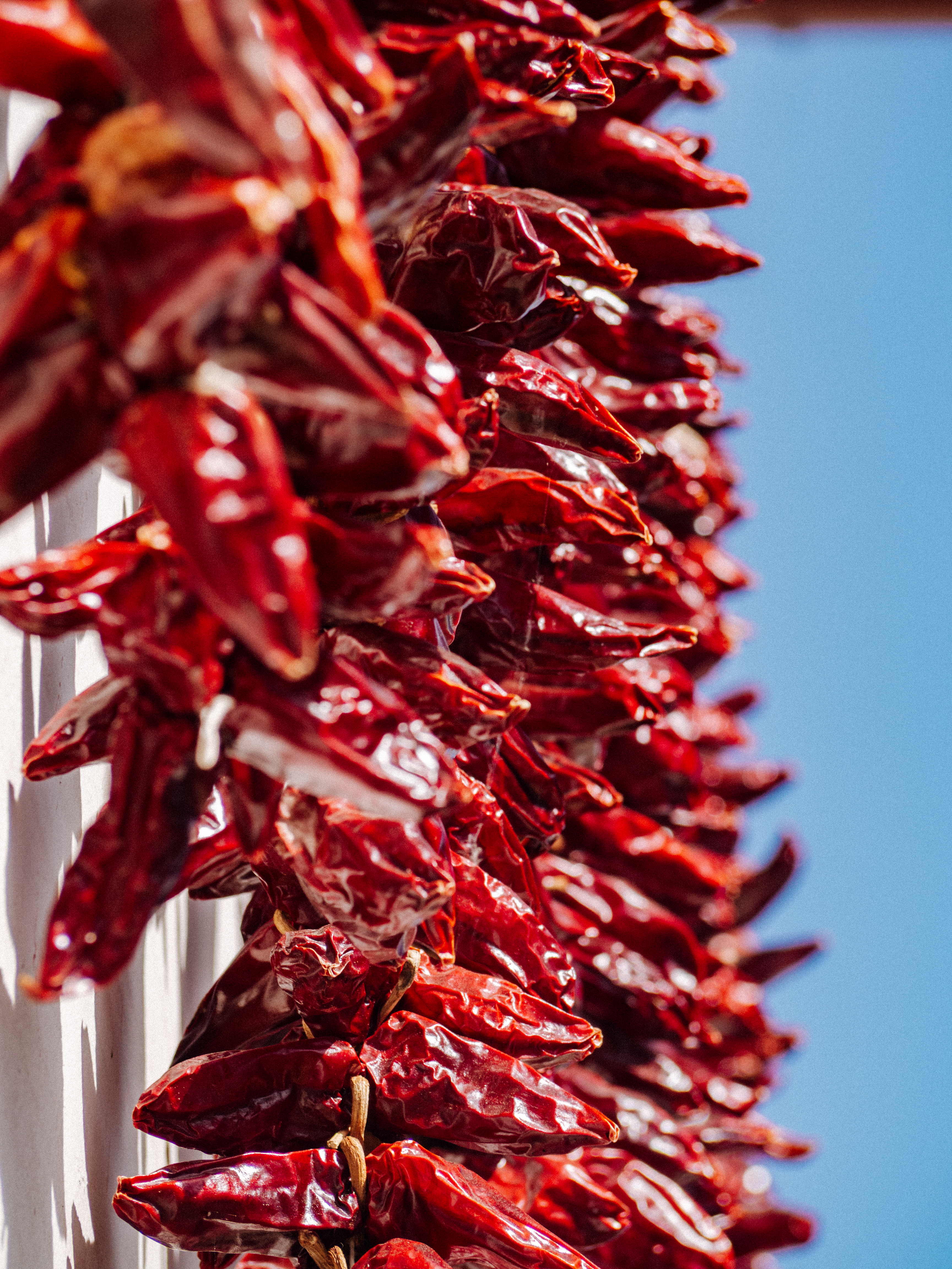 Pays Basques 7 : Piment d'espelette 