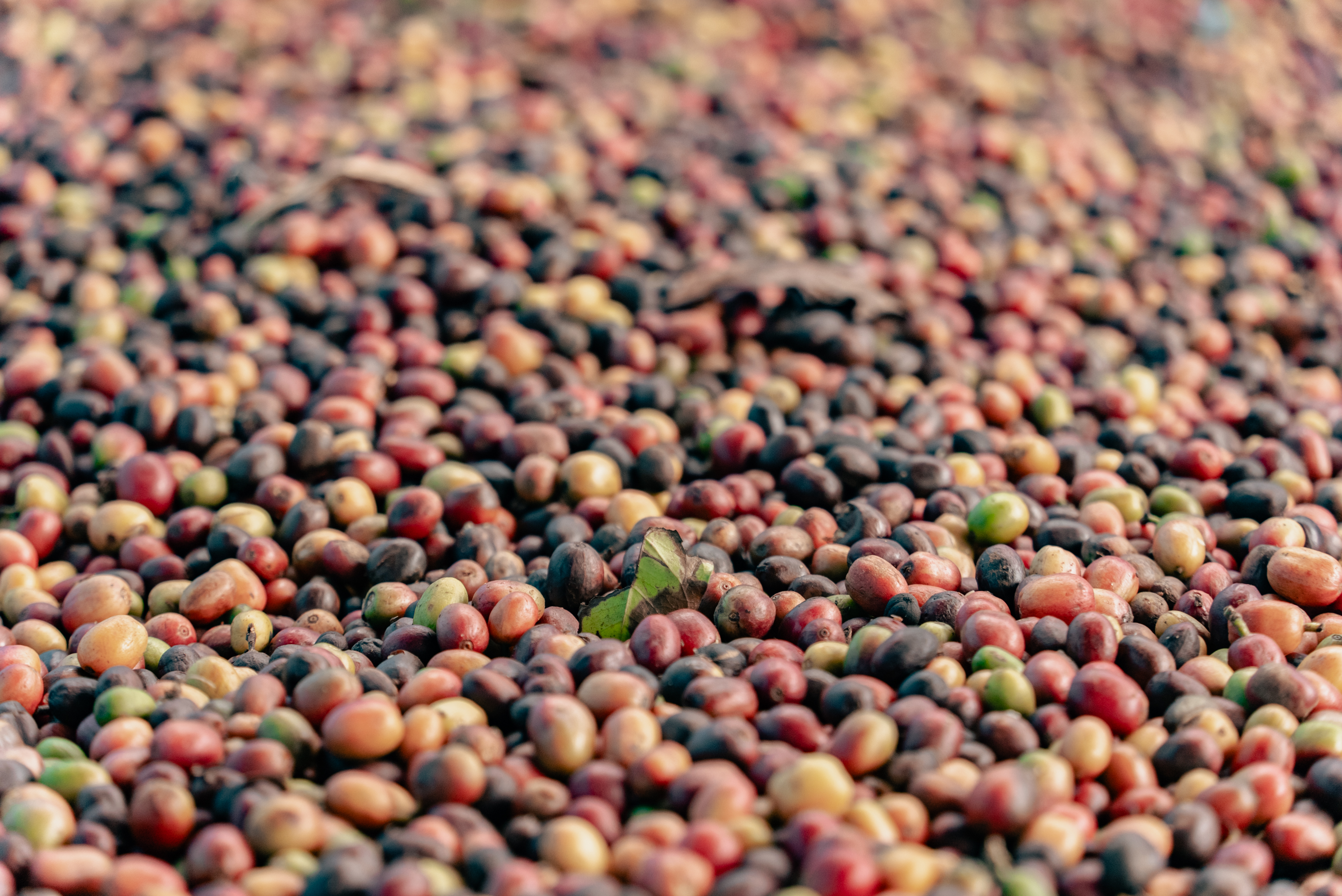 Rwanda_café