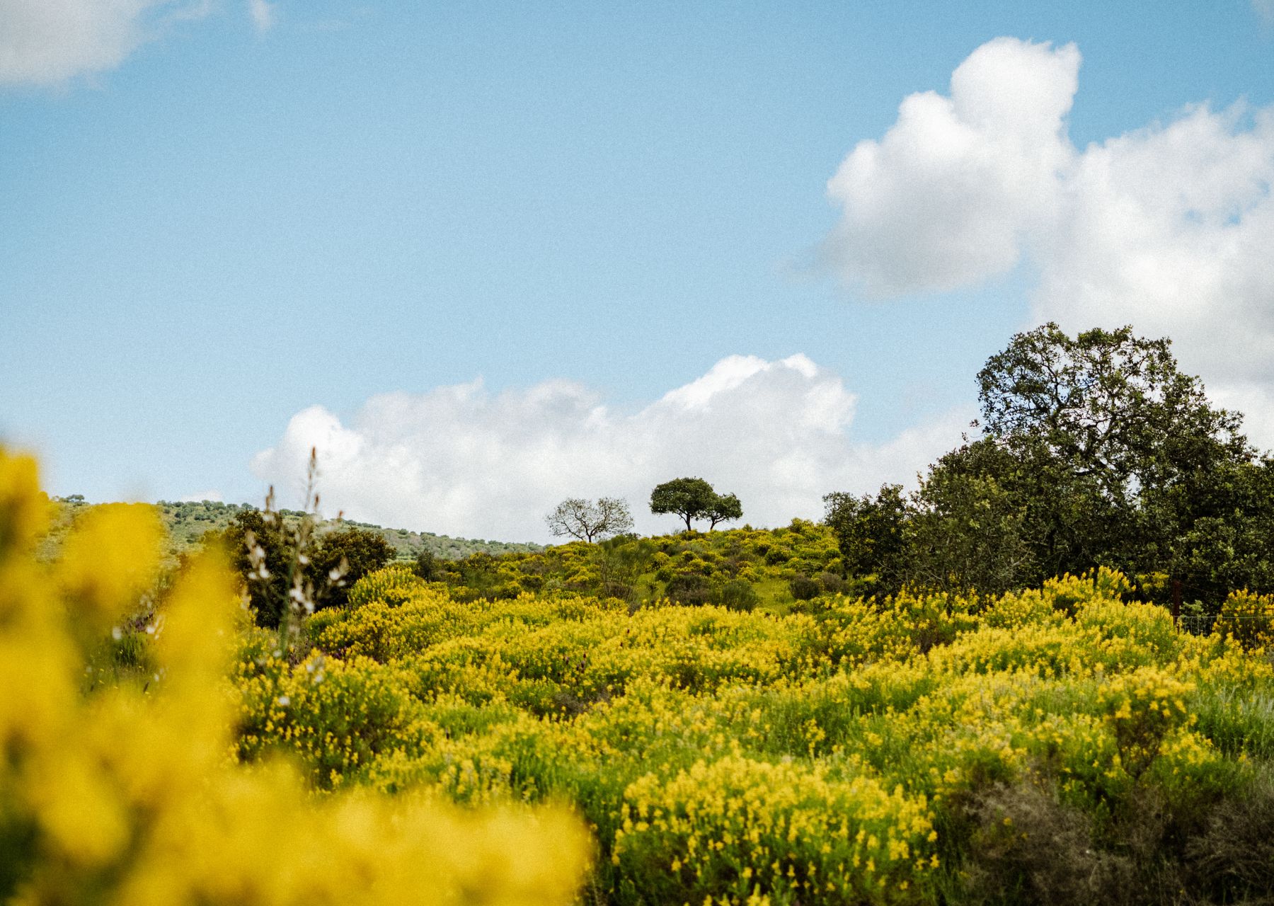 Andalousie Adventurer 19