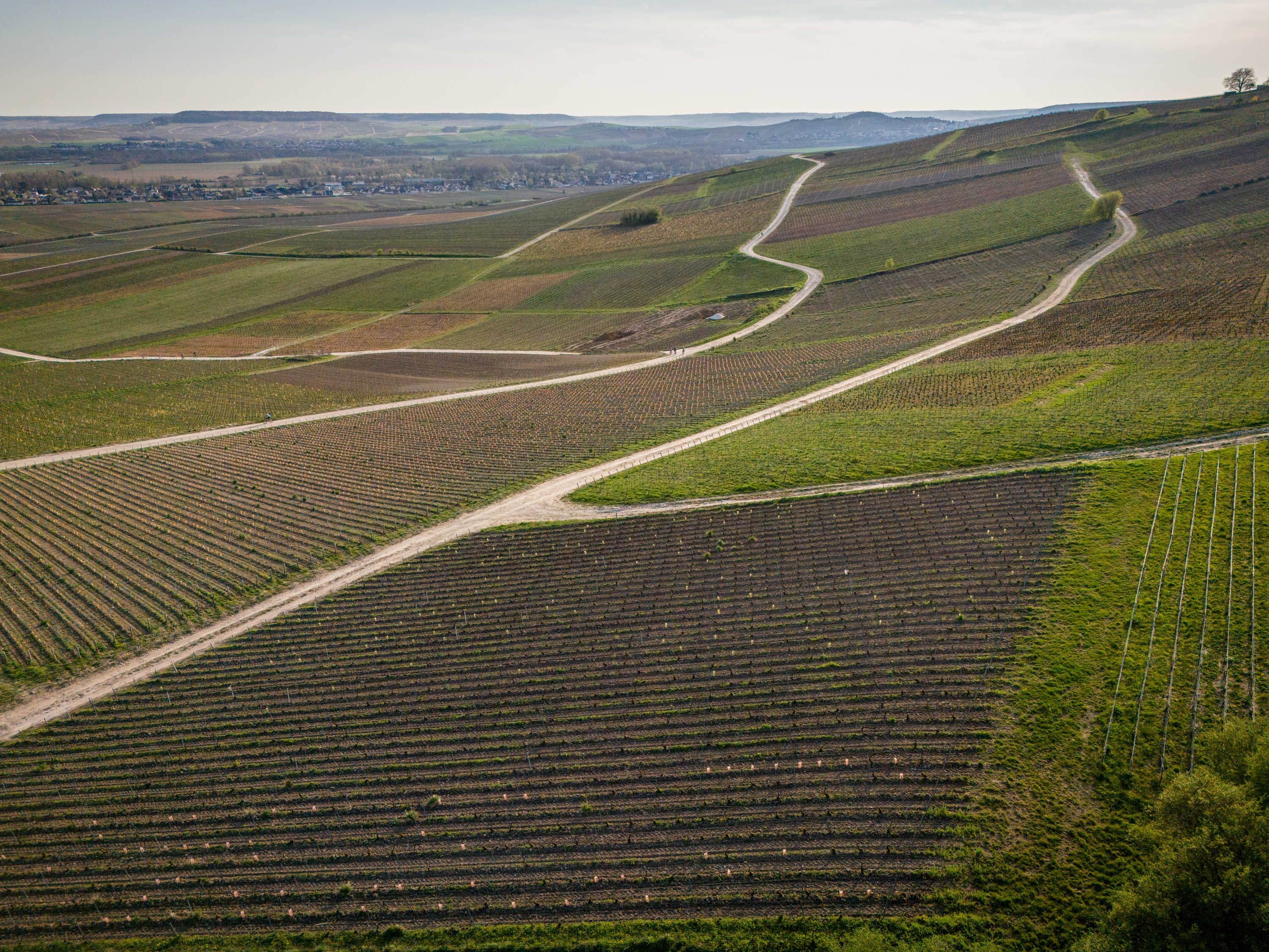 Aerial view of vineyard paths