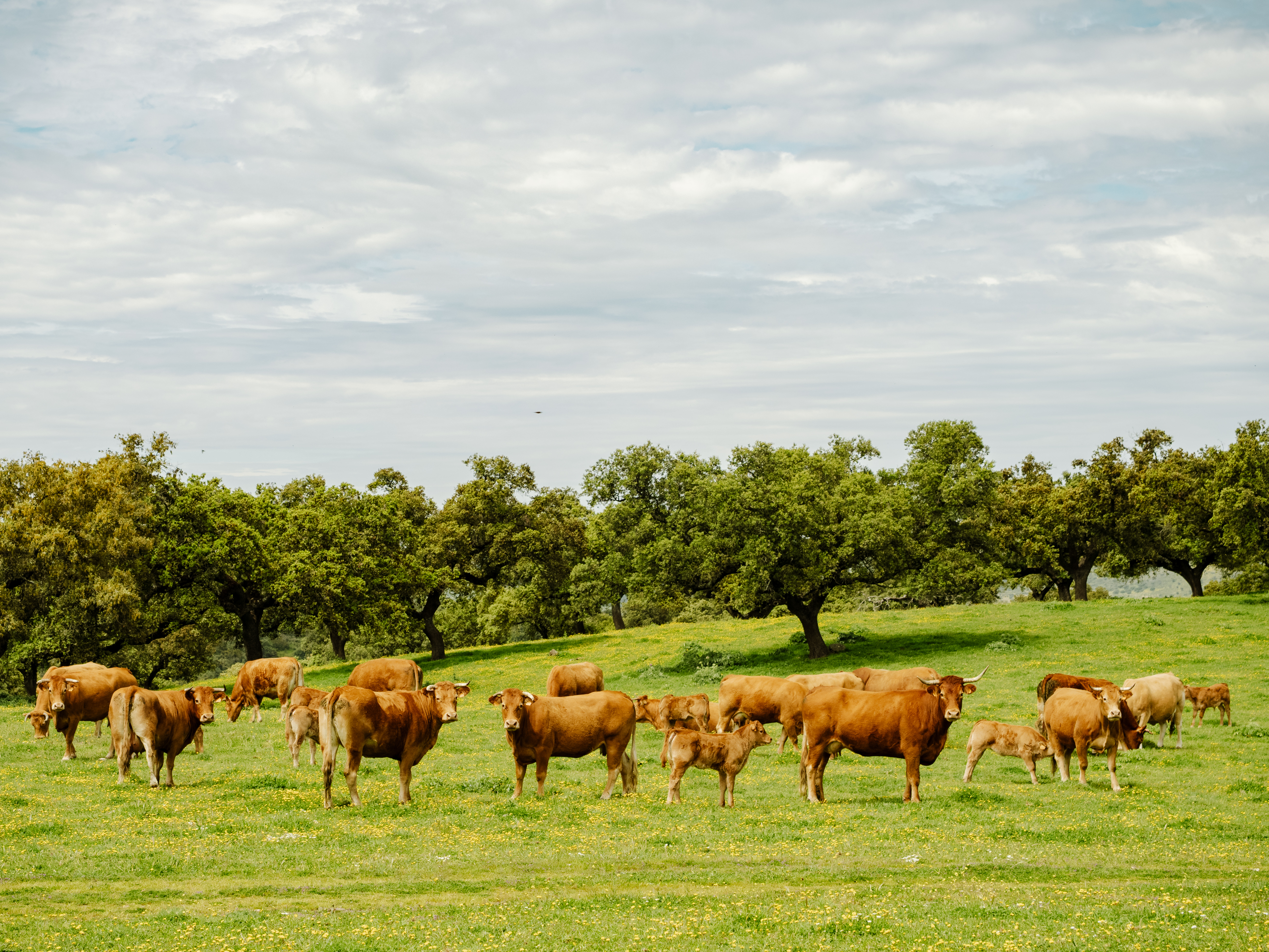 Andalousie_Adventurer_GRVL_8