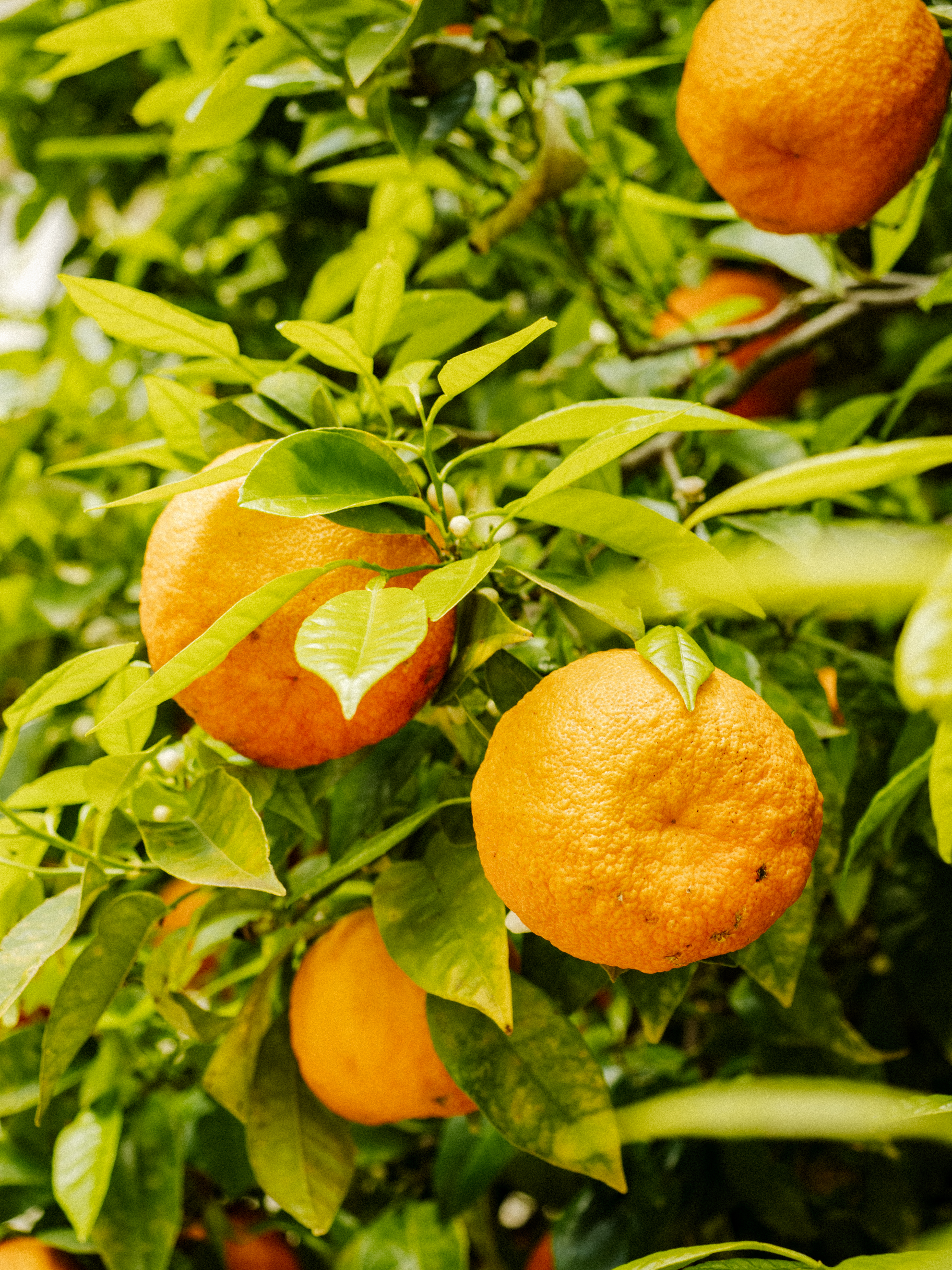 Andalousie_Adventurer_GRVL_5