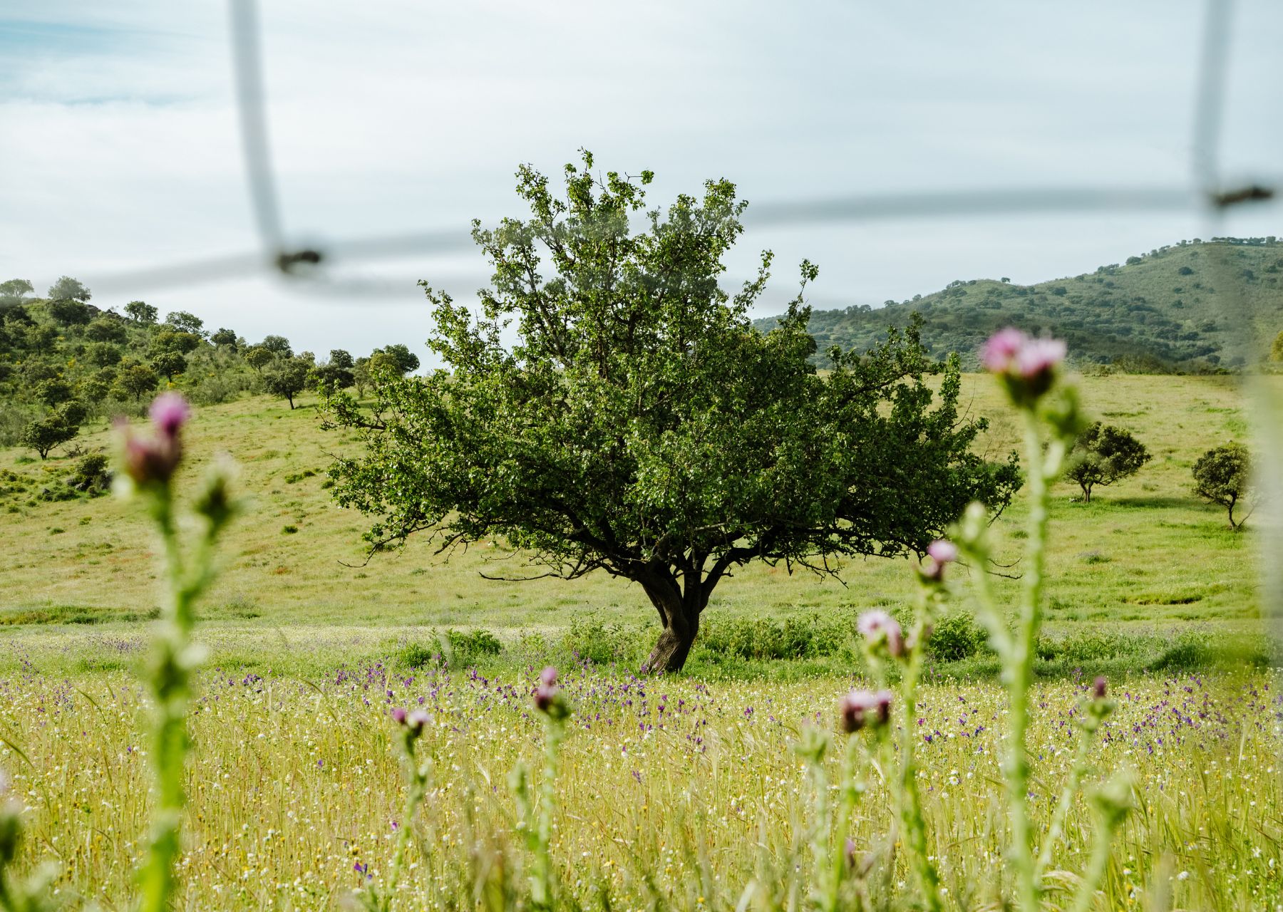 Andalousie - Explorer 5