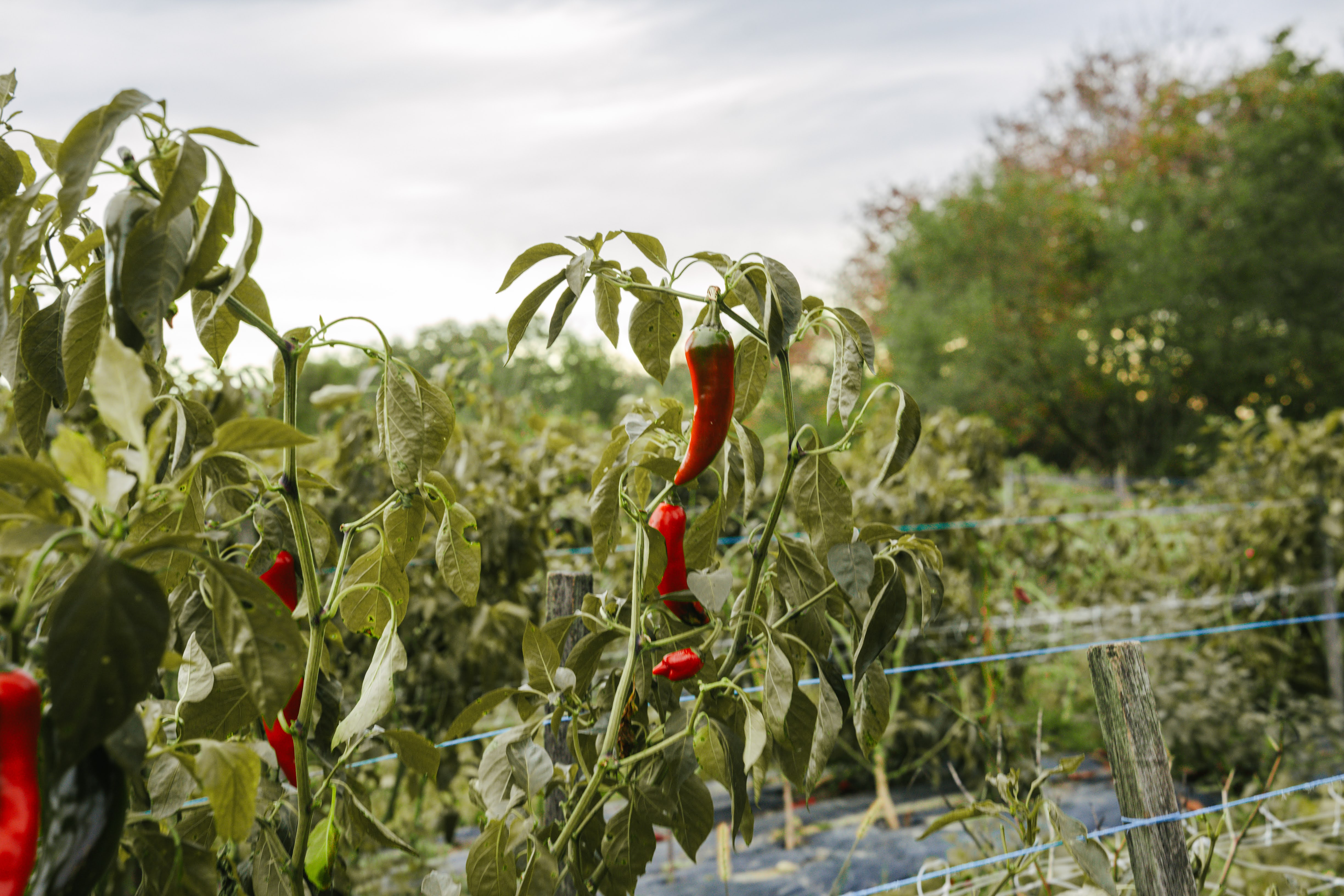 EUS_LIB_Piment d'espelette