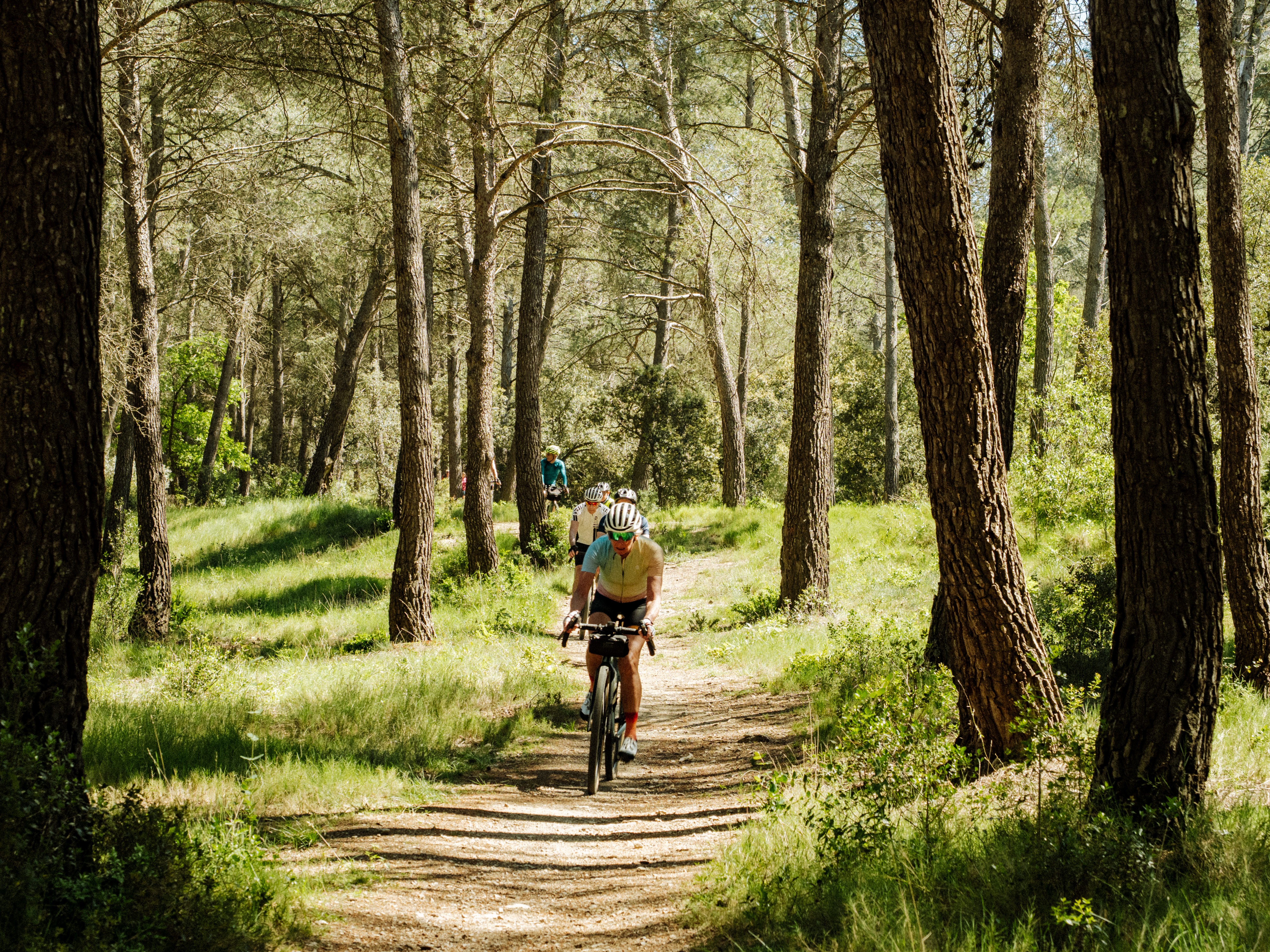 Alpilles 24 : forêts de pins