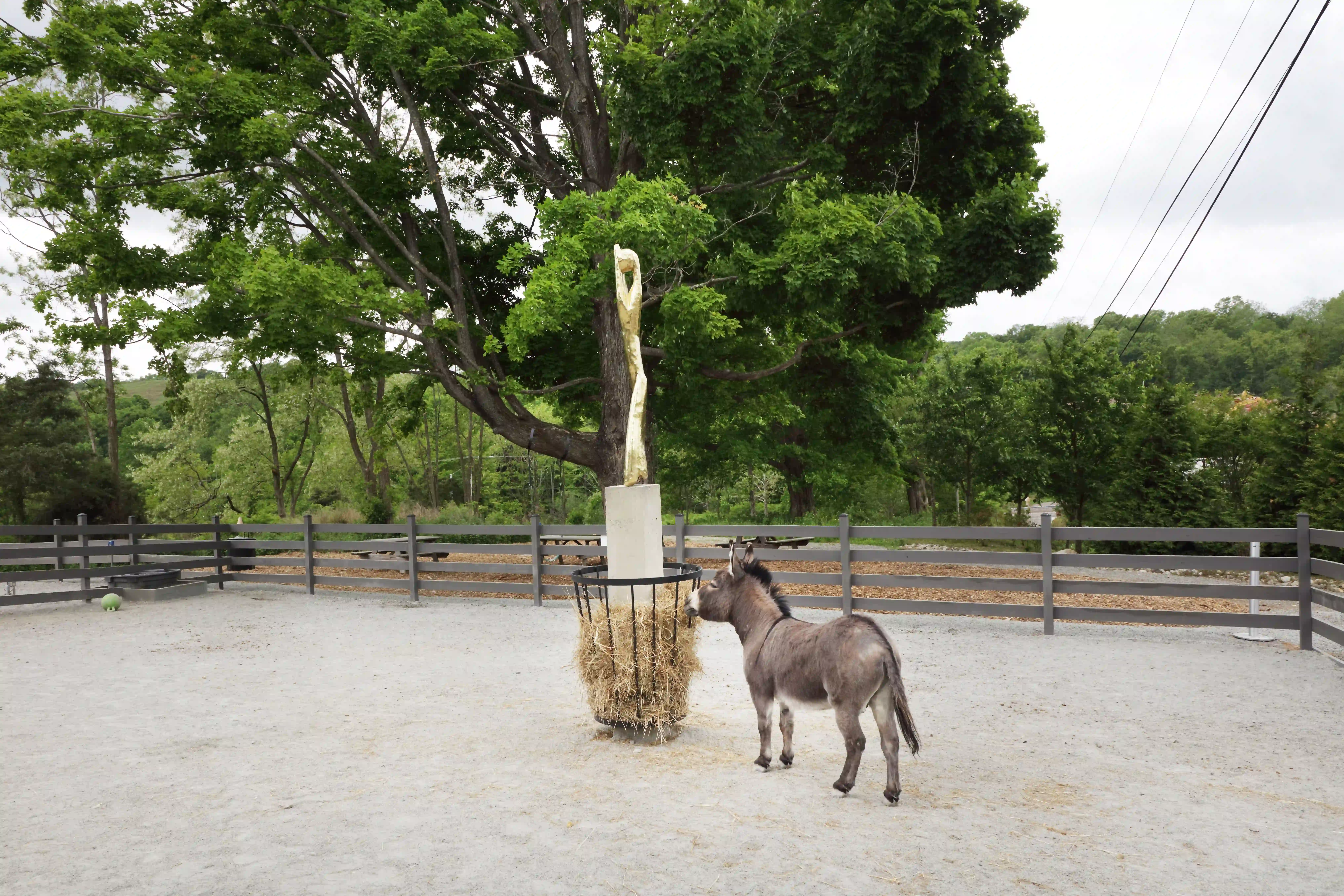 Donkey in front of a commissioned sculpture, Namsal Siedlecki’s Trevis Maponos, an installation featuring a concrete base and hay feeder