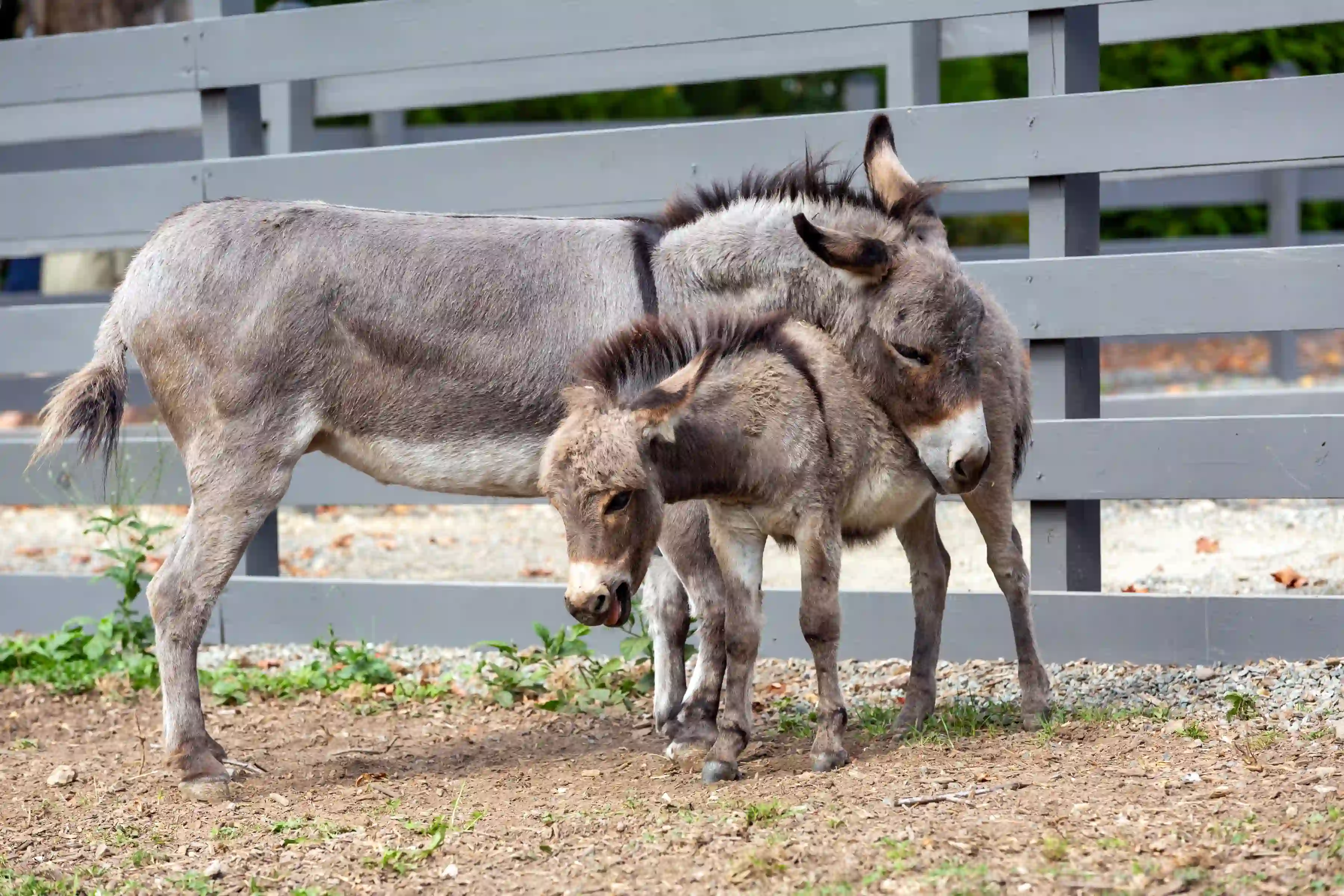 Sardinian donkeys