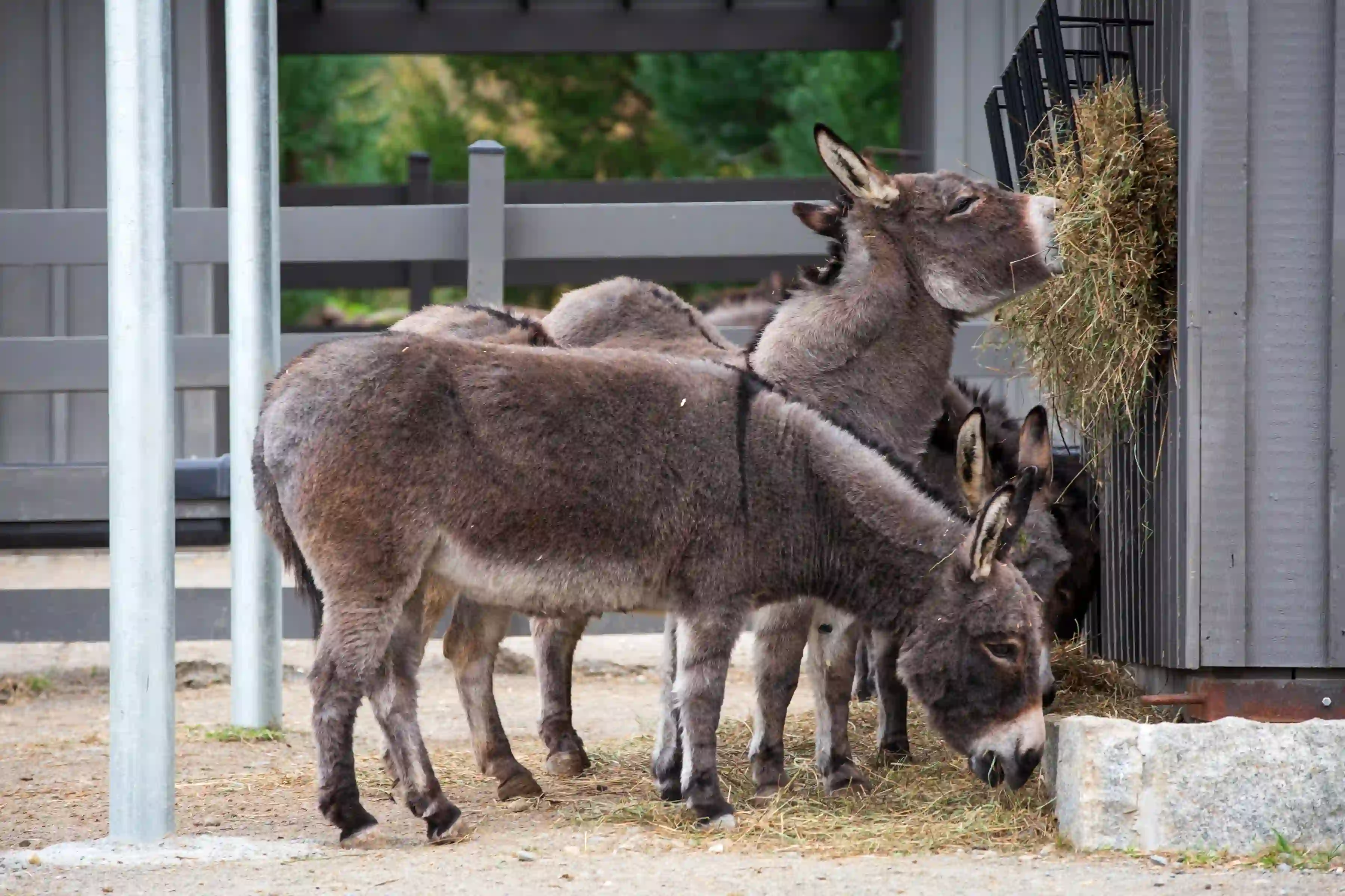 Sardinian donkeys