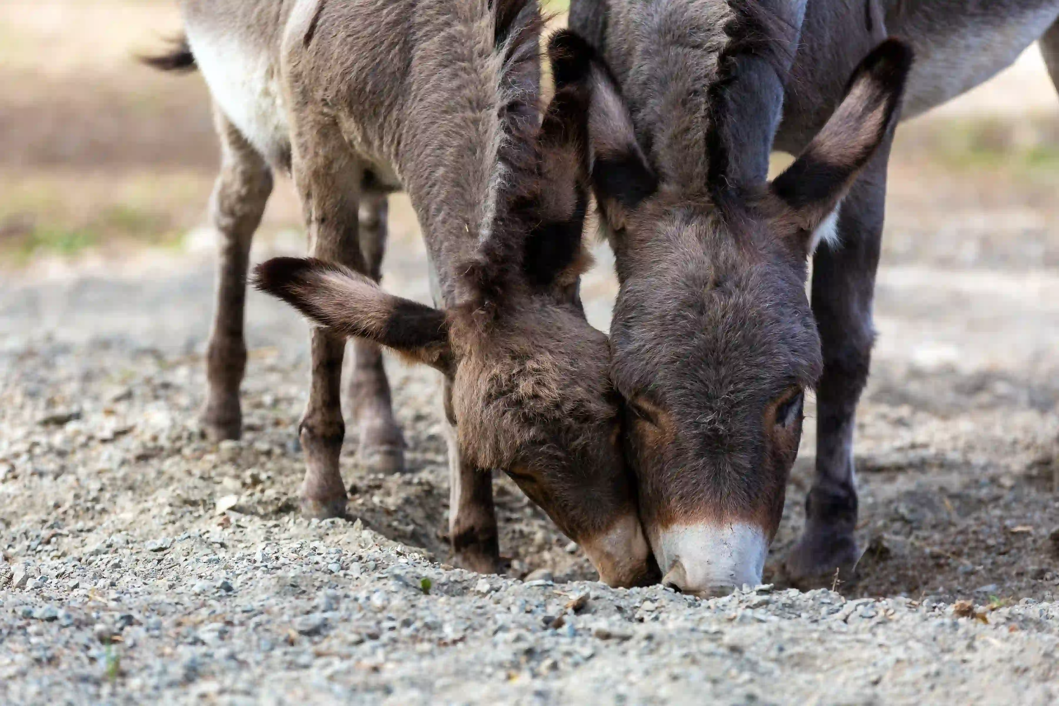 Sardinian donkeys