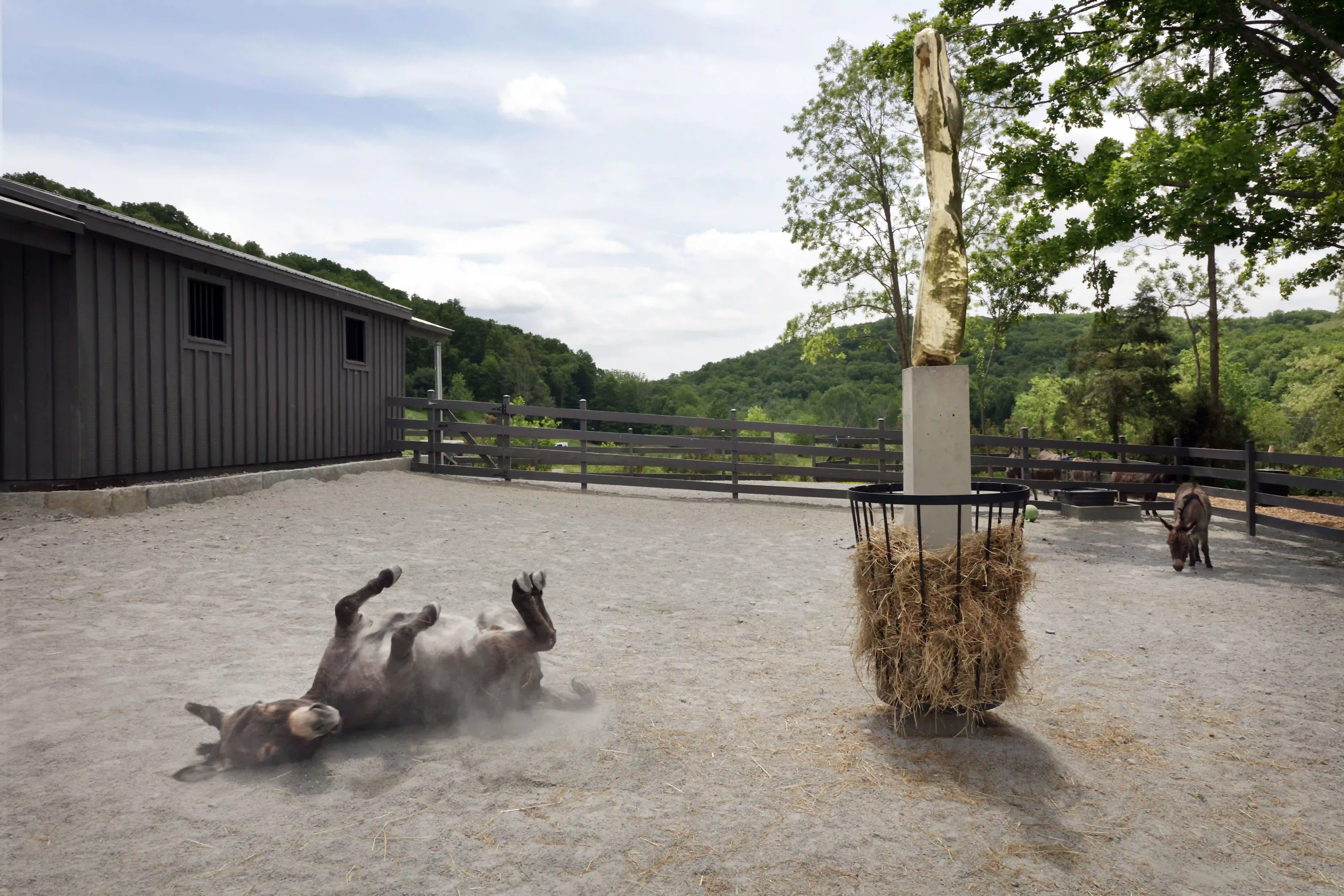 Donkey rolling on ground near the Namsal Siedlecki’s Trevis Maponos, an installation featuring a concrete base and hay feeder