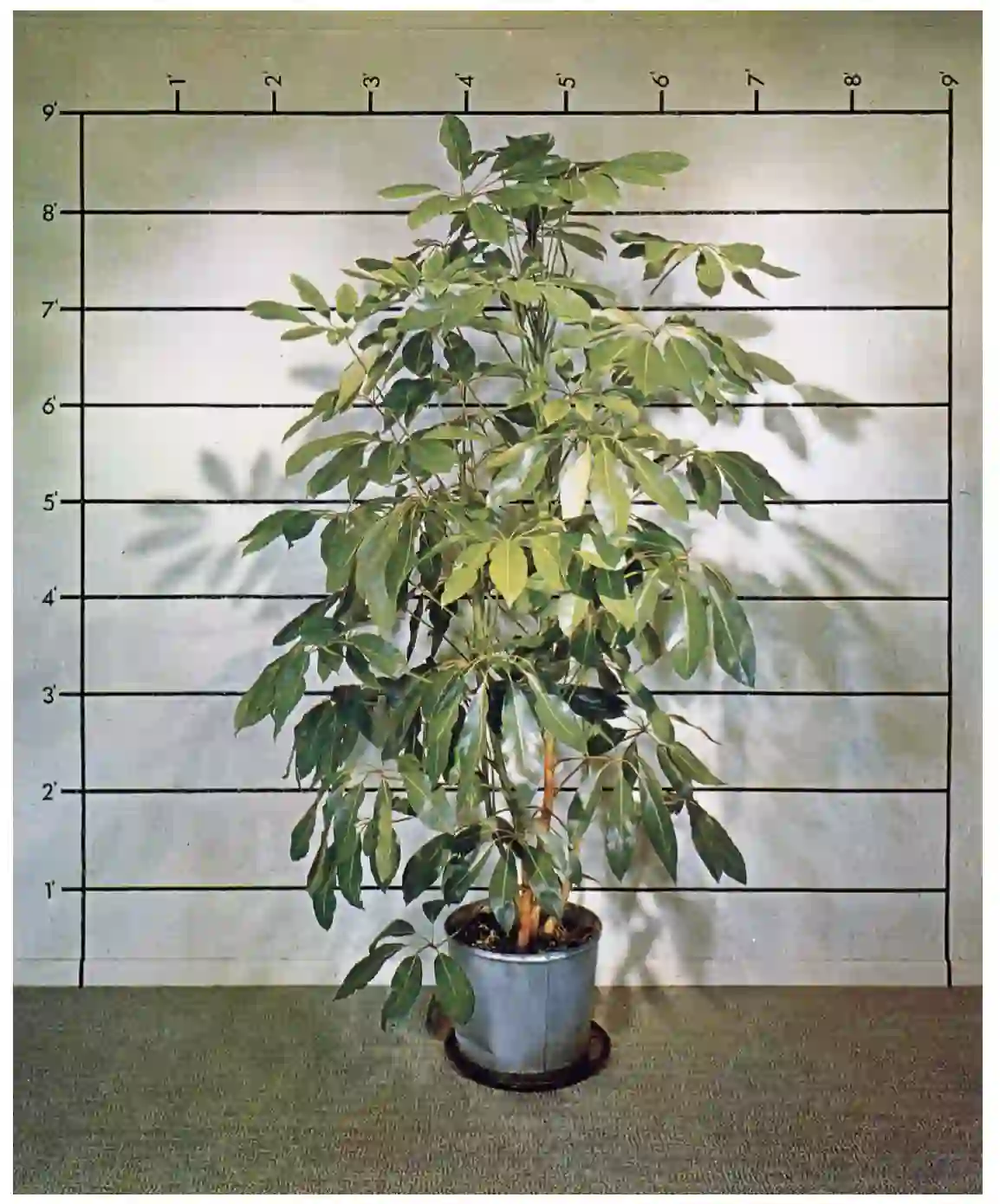 Measurement: Plant 1969 Live plant, tape, and Letraset on wall Size determined by installation. Exhibition, Art in Progress IV, Finch College Museum of Art, New York, 1969. Collection Robert Rauschenberg Foundation, New York