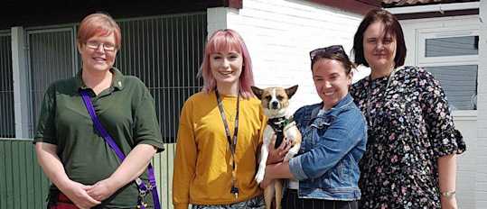 Blog Jerry Green Dog Rescue Header