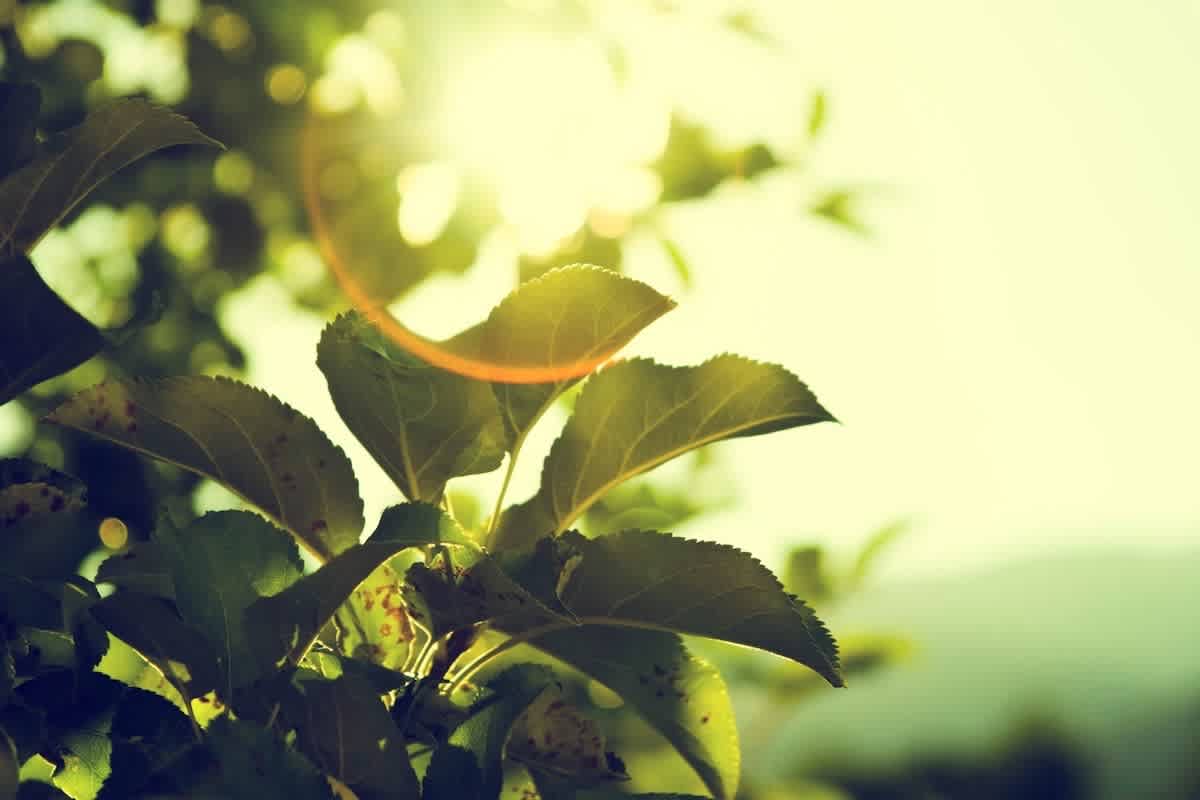 Simple-Ways-To-Have-A-Greener-Home 210412 114623