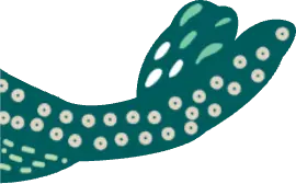 Floral Image