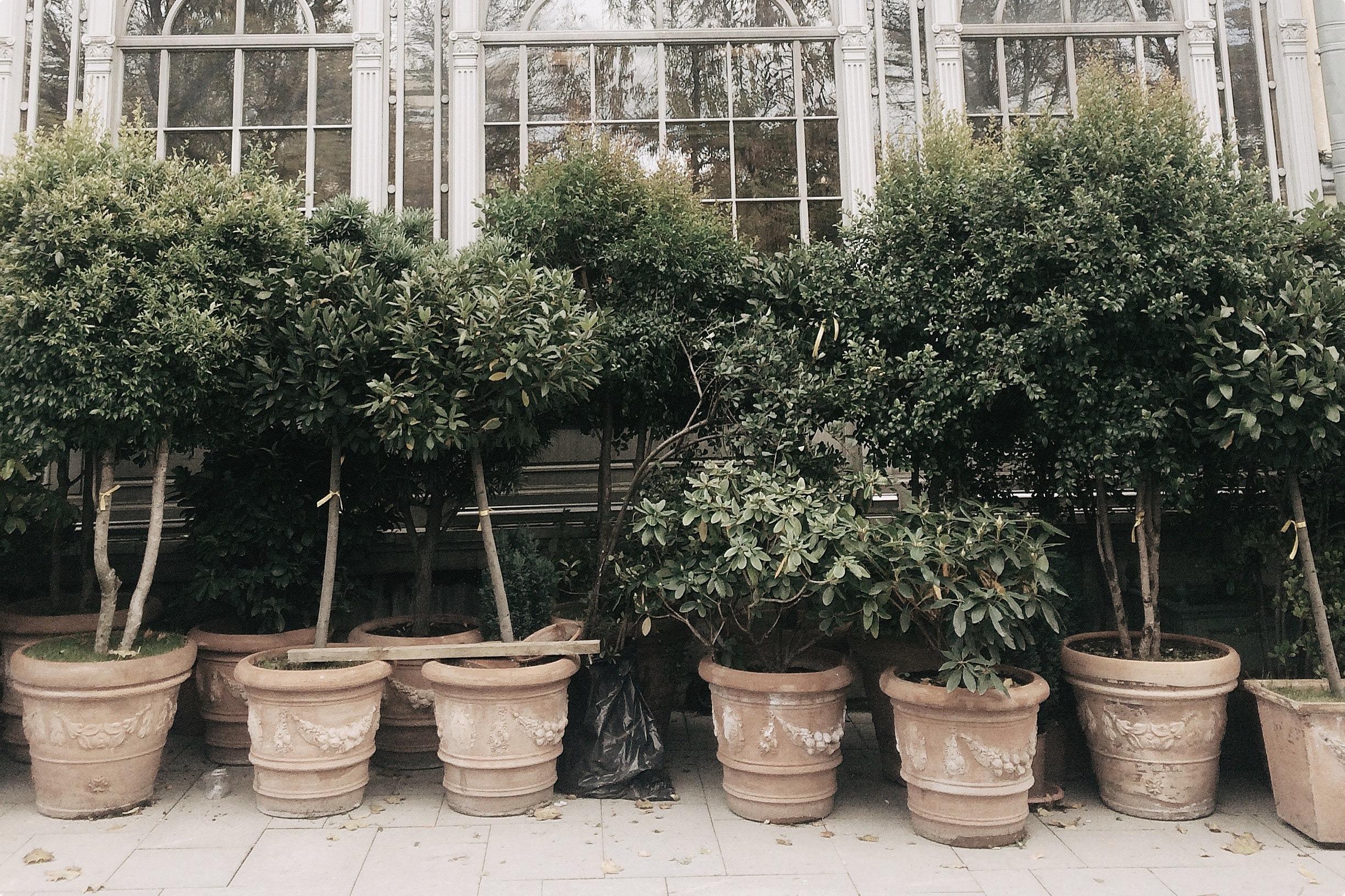 Trees in pots