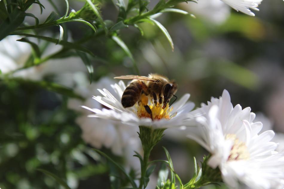 Bee in garden