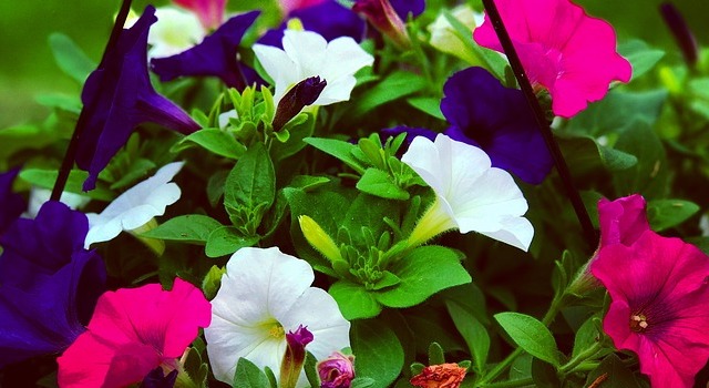 Petunia plants in a hanging basket 