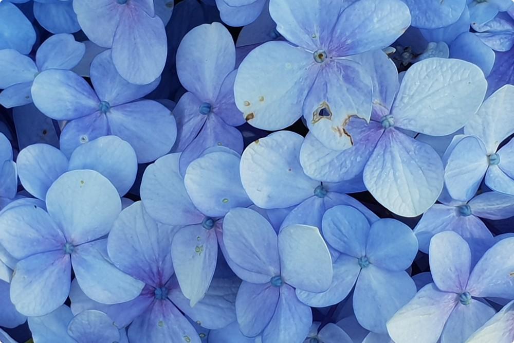 Close up Hydrangea