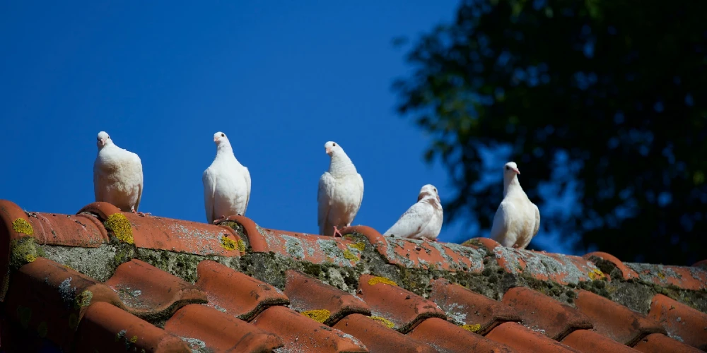 Pigeons on clay roof