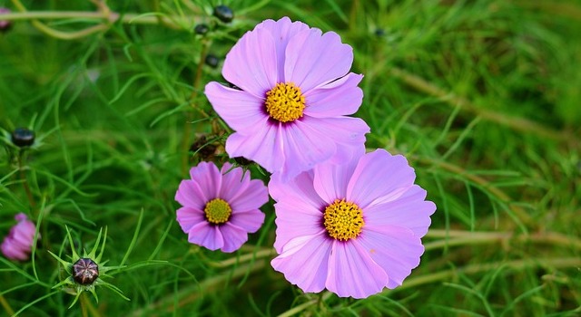 Cosmos Bipinnatus Flower